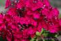 PHLOX - Brumarele - imagine 74281